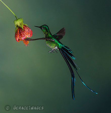 Long-Tailed Sylph