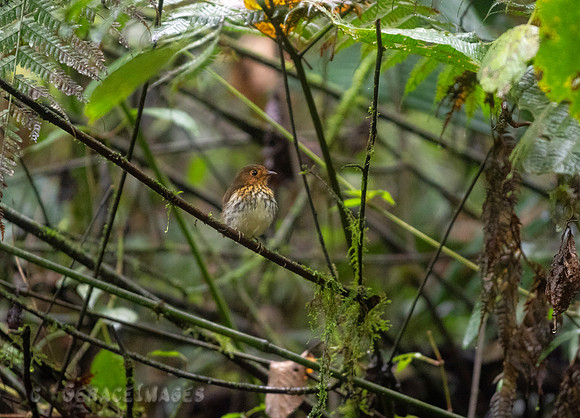 Ochre-Breasted Antpitta
