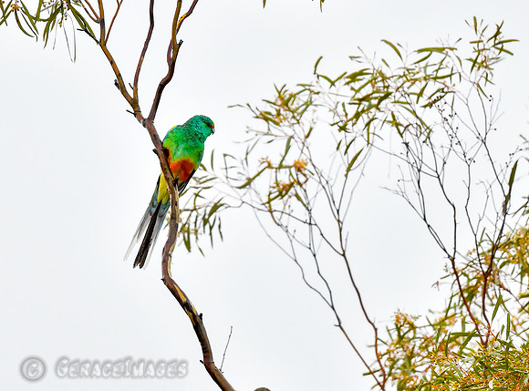 Mulga Parrot