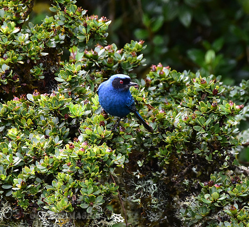 Masked Flowerpiercer
