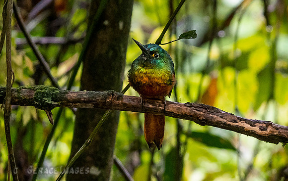 Coppery-Chested Jacamar