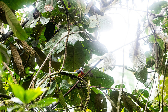 Toucan Barbet