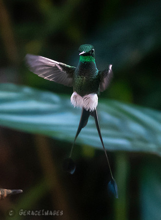 Booted Raquet-Tail