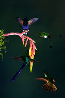 Velvet-Purple Coronet, Booted Raquet-tail, Violet-tailed Sylph, & Fawn-Breasted