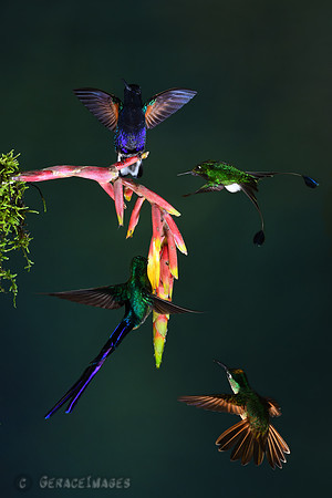 Velvet-Purple Coronet, Booted Raquet-tail, Violet-tailed Sylph, & Fawn-Breasted