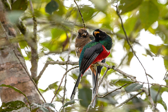 Male & Female Masked Trogons