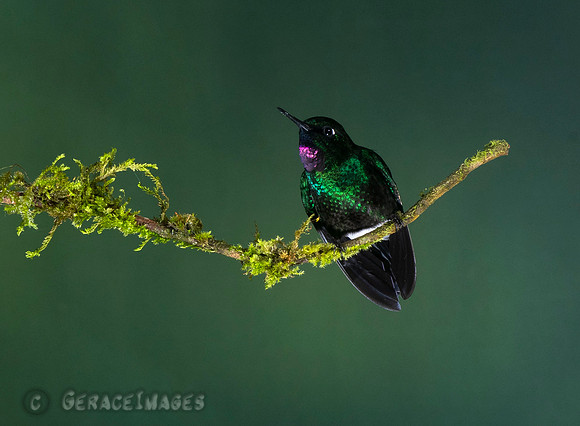 Tourmaline Sunangel