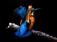 Common Kingfisher