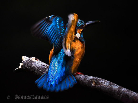 Common Kingfisher