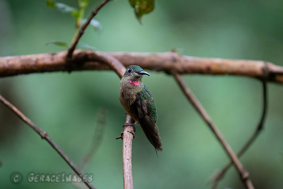 Fawn-Breasted Brilliant