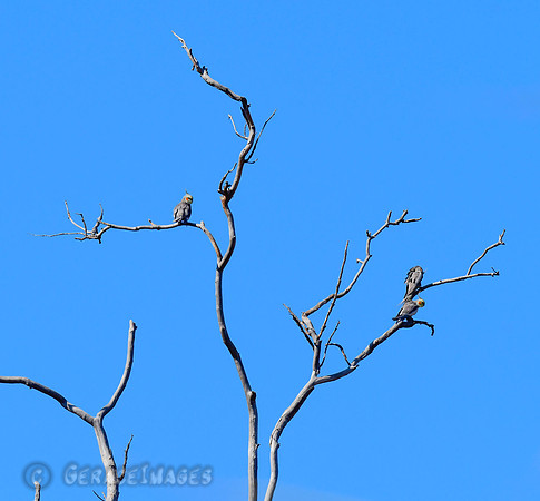 Cockatiels