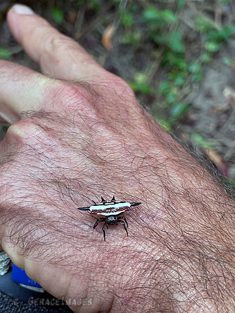 Harmless insect. Our reaction wasn't as casual when we found leeches attached to our bodies though.