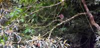 Green Heron