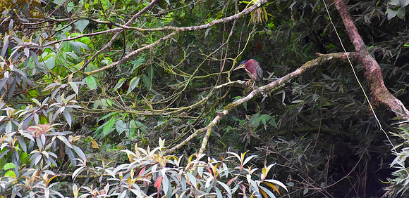 Green Heron