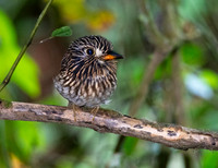 White-Whiskered Puffbird