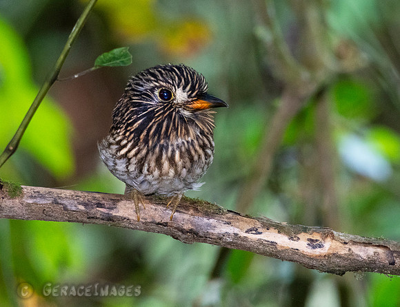 White-Whiskered Puffbird