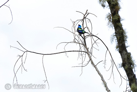 Blue-Necked Tanager