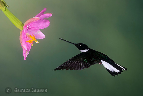 Collared Inca