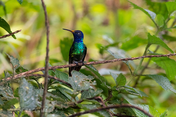 Golden-Tailed Saphire