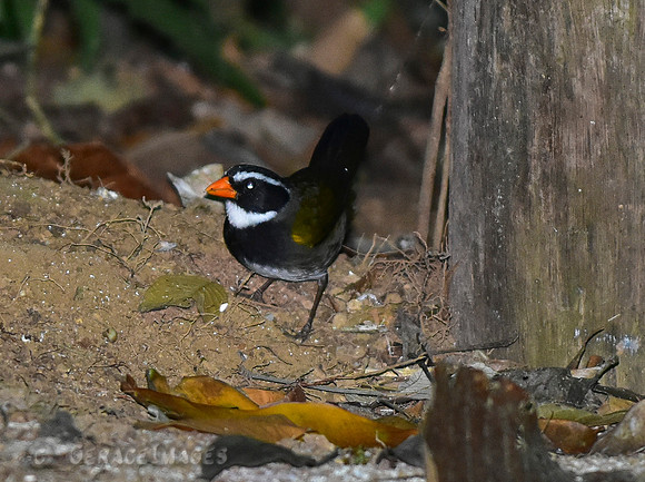 Orange-Billed Sparrow