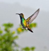 Green-Breasted Mango