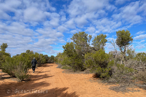 Mallee Landscape
