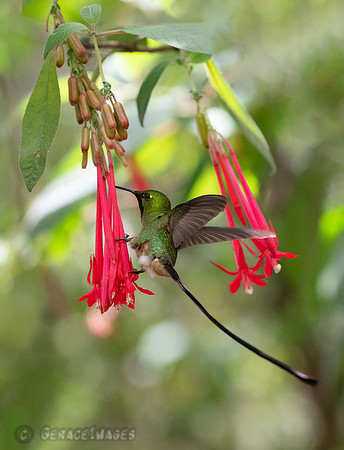 We found the Black-tailed Trainbearer hummingbird at the Quito Botanical Gardens.