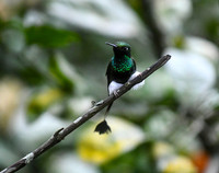 Booted Raquet-Tail