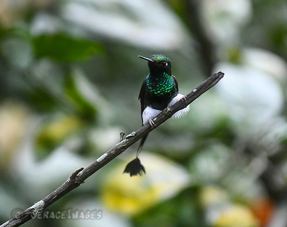 Booted Raquet-Tail