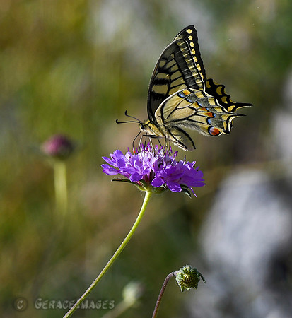 Old World Swallowtail Butterfly