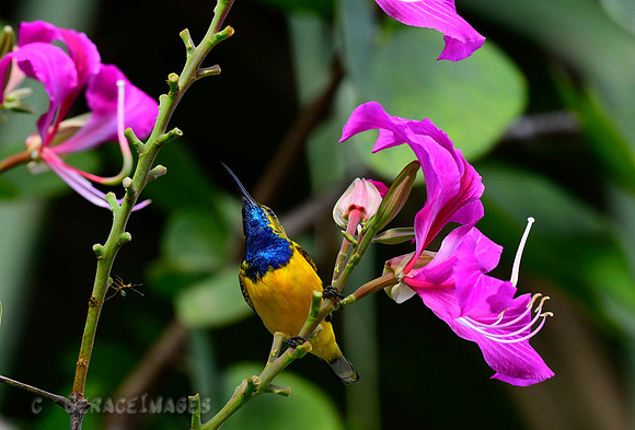 SIngapore Botanic Garden. Sahul Sunbird.