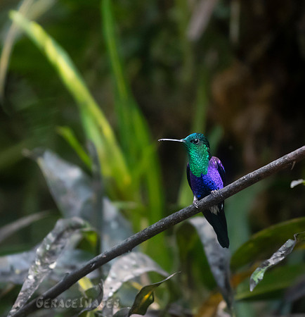 Green Crowned Woodnymph