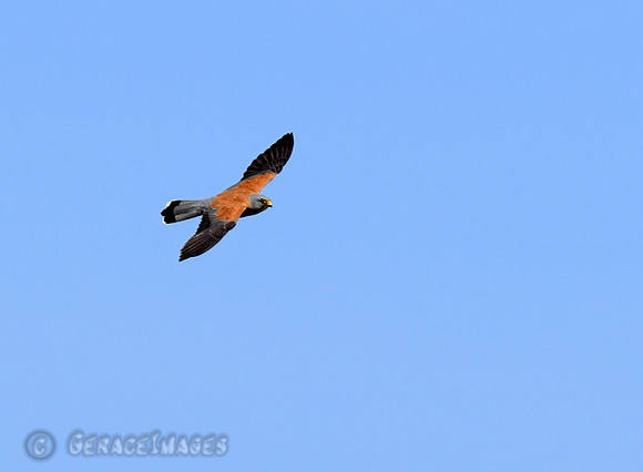 Lesser Kestrel
