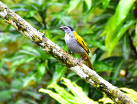 Black-Headed Saltator