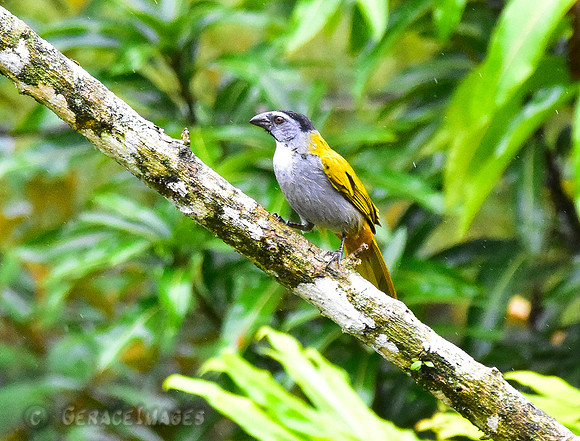 Black-Headed Saltator