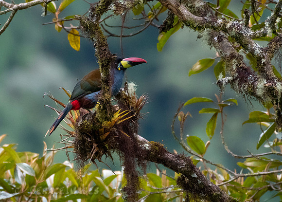 Gray-Breasted Mountain Toucan