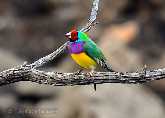 Gouldian Finch