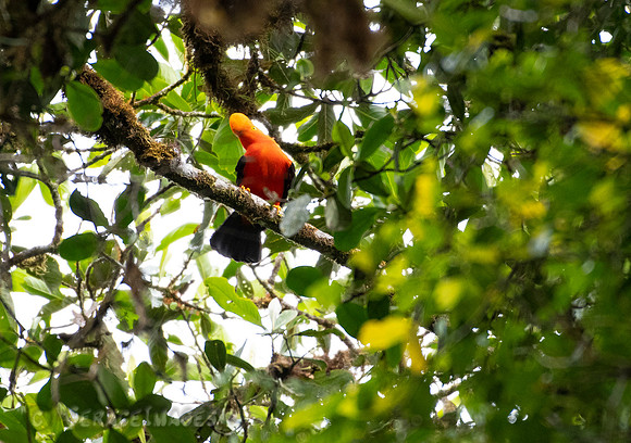 Eastern Cock of the Rock