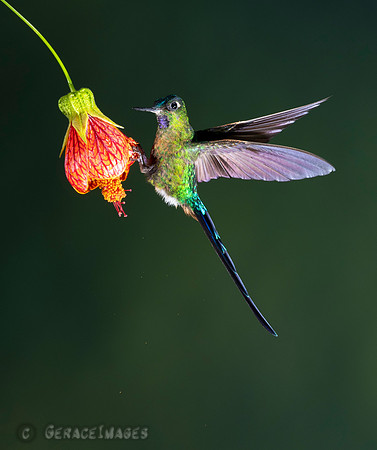 Violet-Tailed Sylph