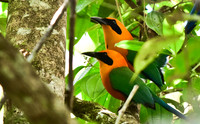 Rufous Motmot