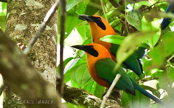 Rufous Motmot