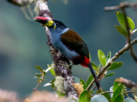 Gray-Breasted Mountain Toucan