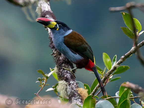 Gray-Breasted Mountain Toucan