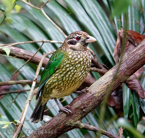 Spotted catbird