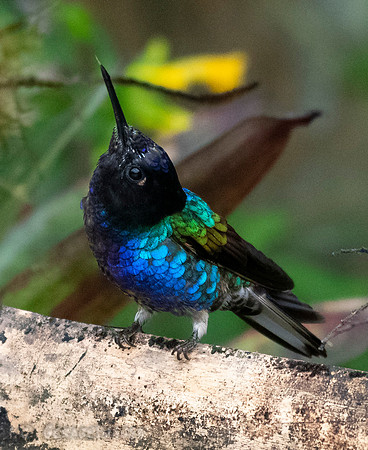 Velvet-Purple Coronet