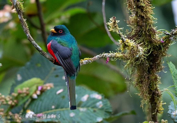 Male Masked Trogon