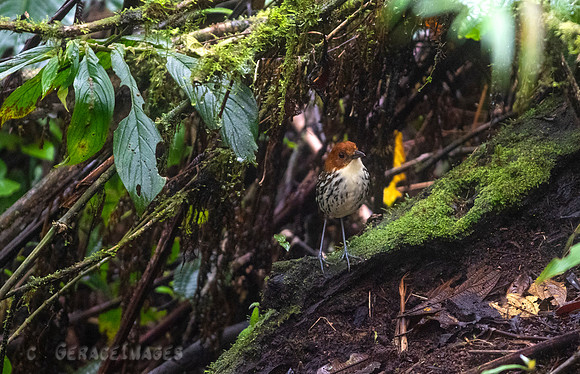 Chestnut-Crowned Antpittal