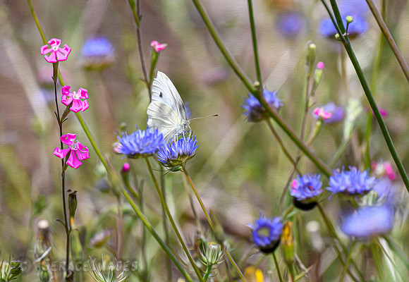 Large White Butterfly