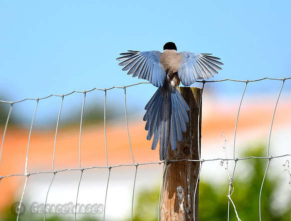 Iberian Magpie