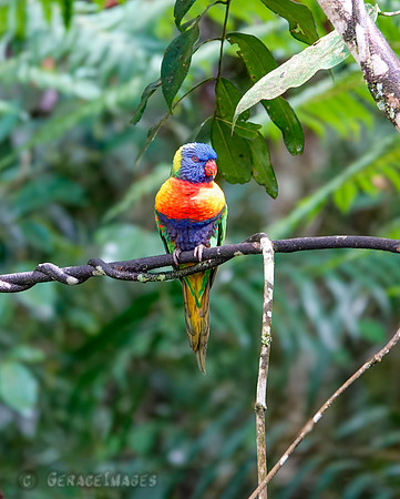 Rainbow lorikeet